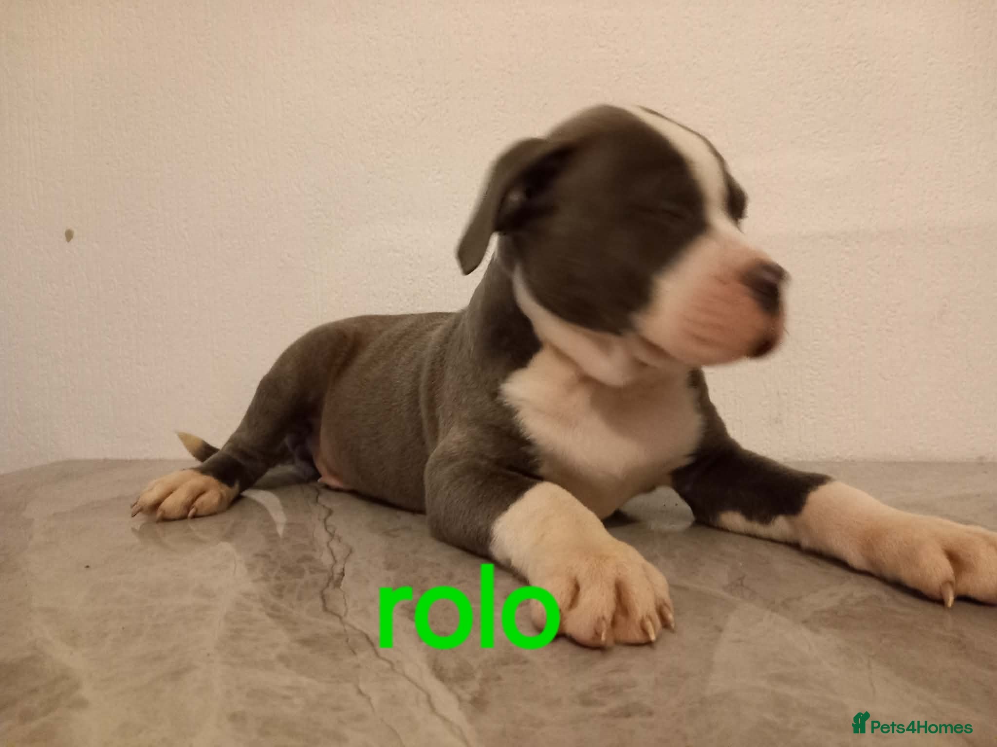 Mixed Breed dogs Tri pearl meral old tyme bulldog  cross staffy pup - Advert 14