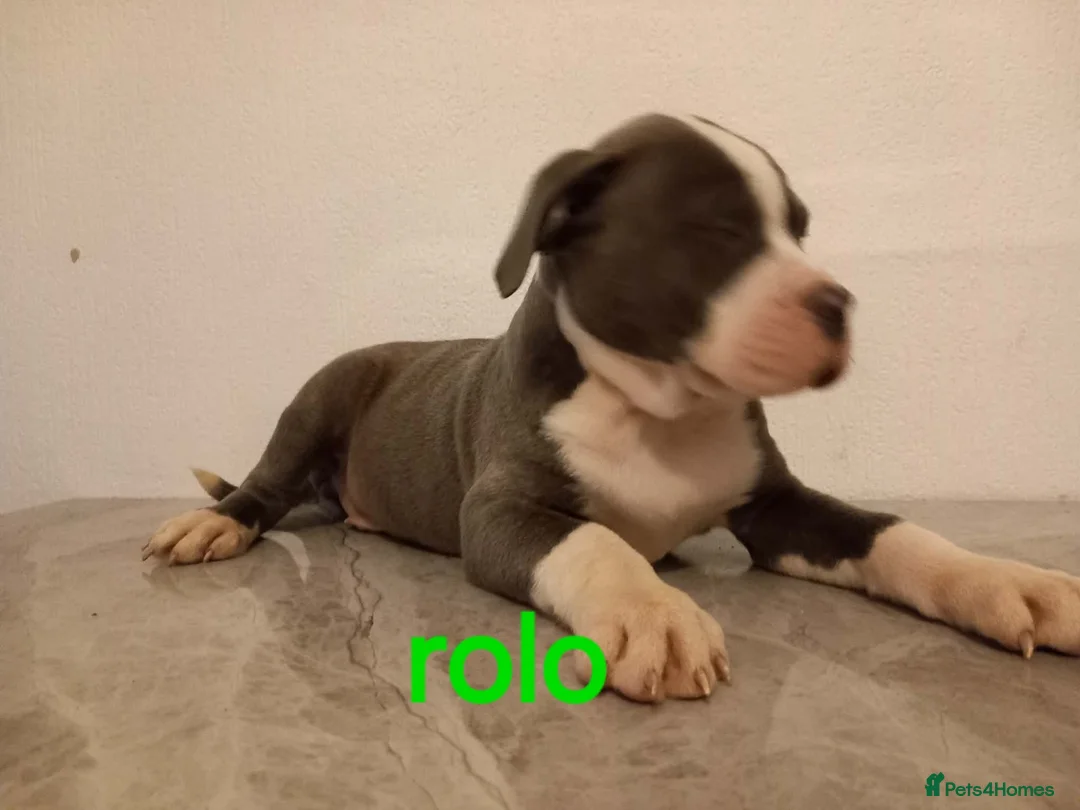 Mixed Breed dogs for sale: Tri pearl meral old tyme bulldog  cross staffy pup - Advert 1