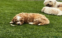 Cavapoo dogs for sale: Beautiful cavapoo puppies  - Image 18