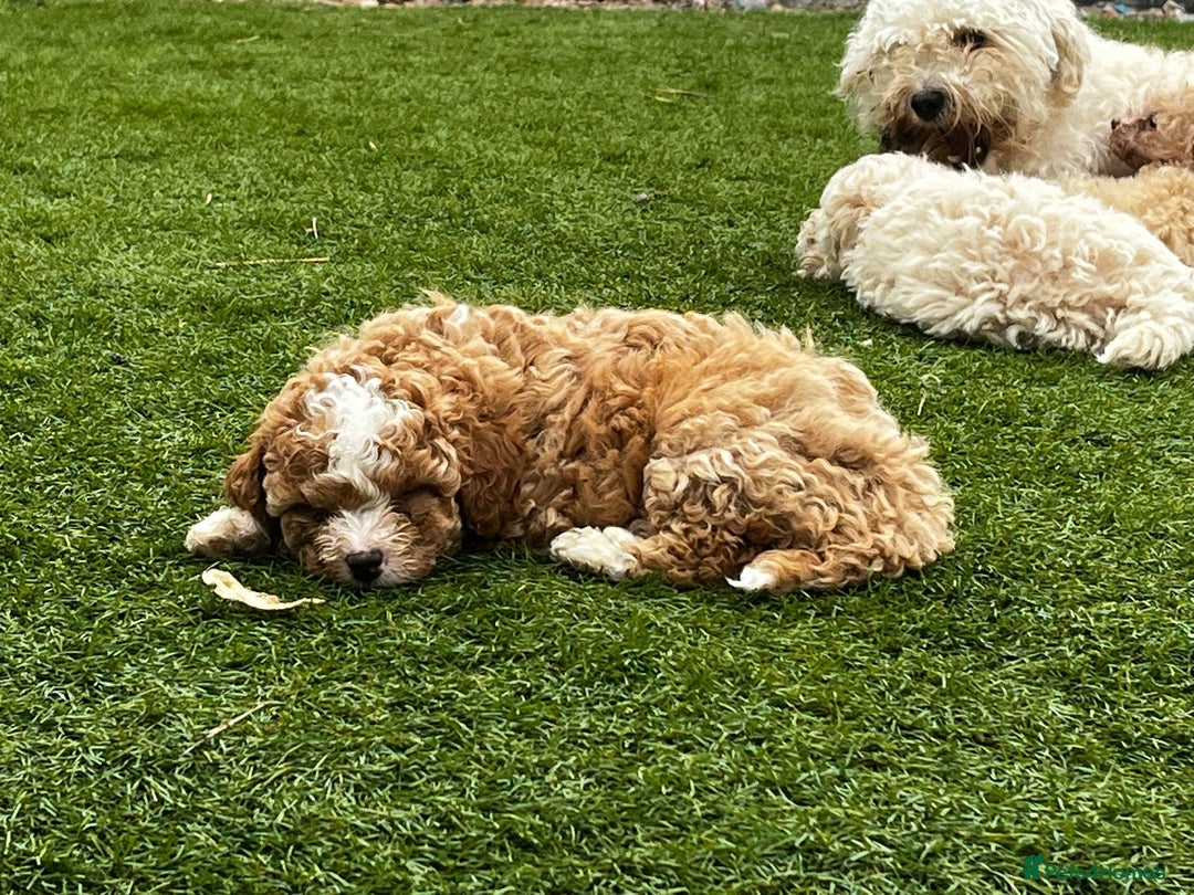 Cavapoo dogs for sale: Beautiful cavapoo puppies  - Image 18