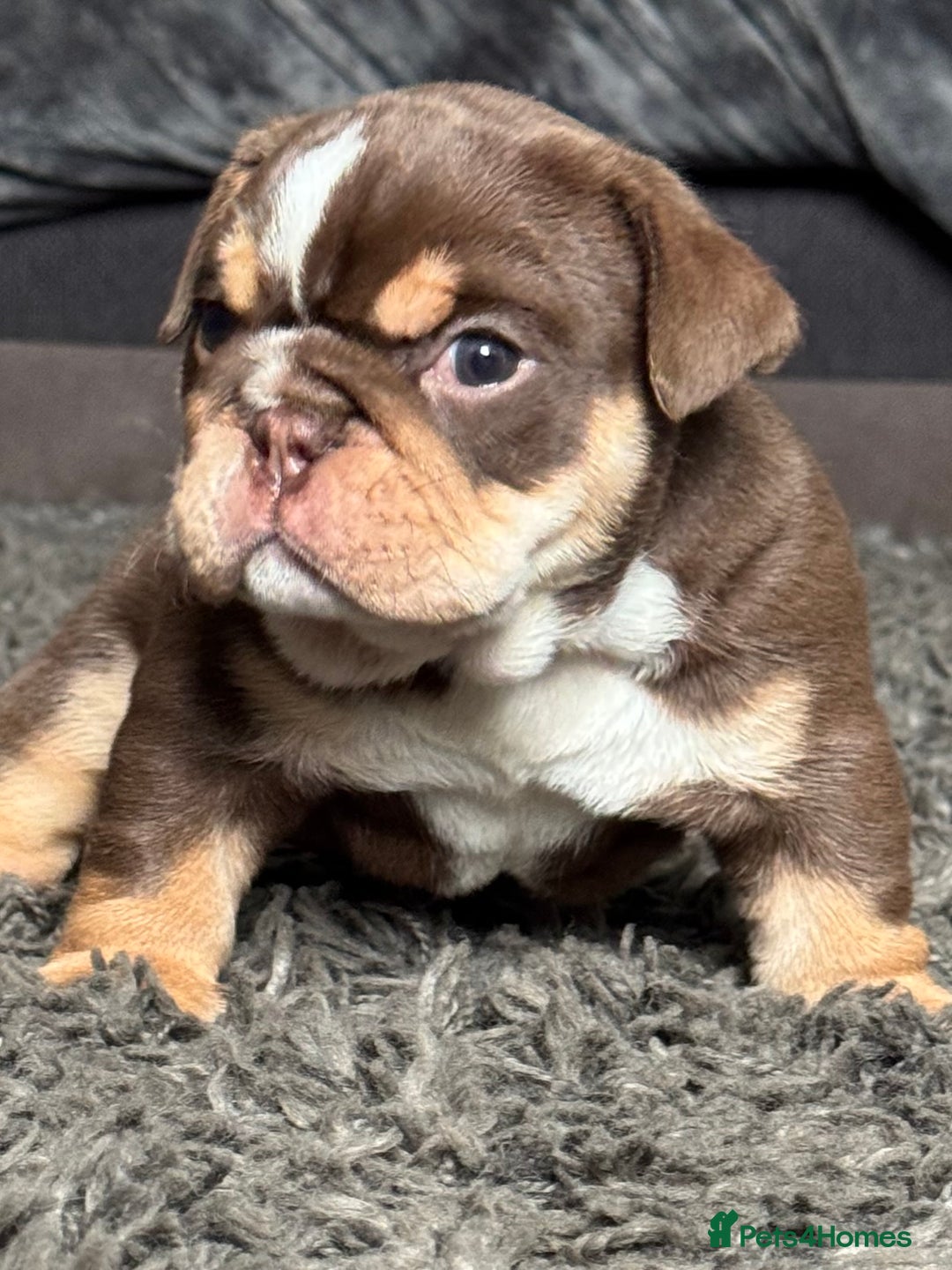 English Bulldog dogs for sale: 🔥READY TO LEAVE🔥 REDUCED🔥 - Image 22