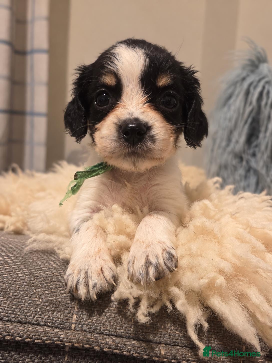 Cocker Spaniel dogs Kc/health tested boys  - Advert 1