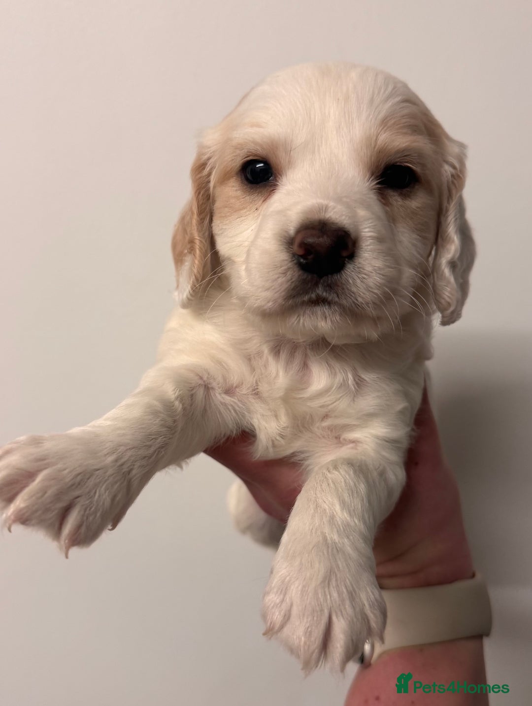 Sprocker dogs for sale: Sprocker spaniel puppies  - Advert 4