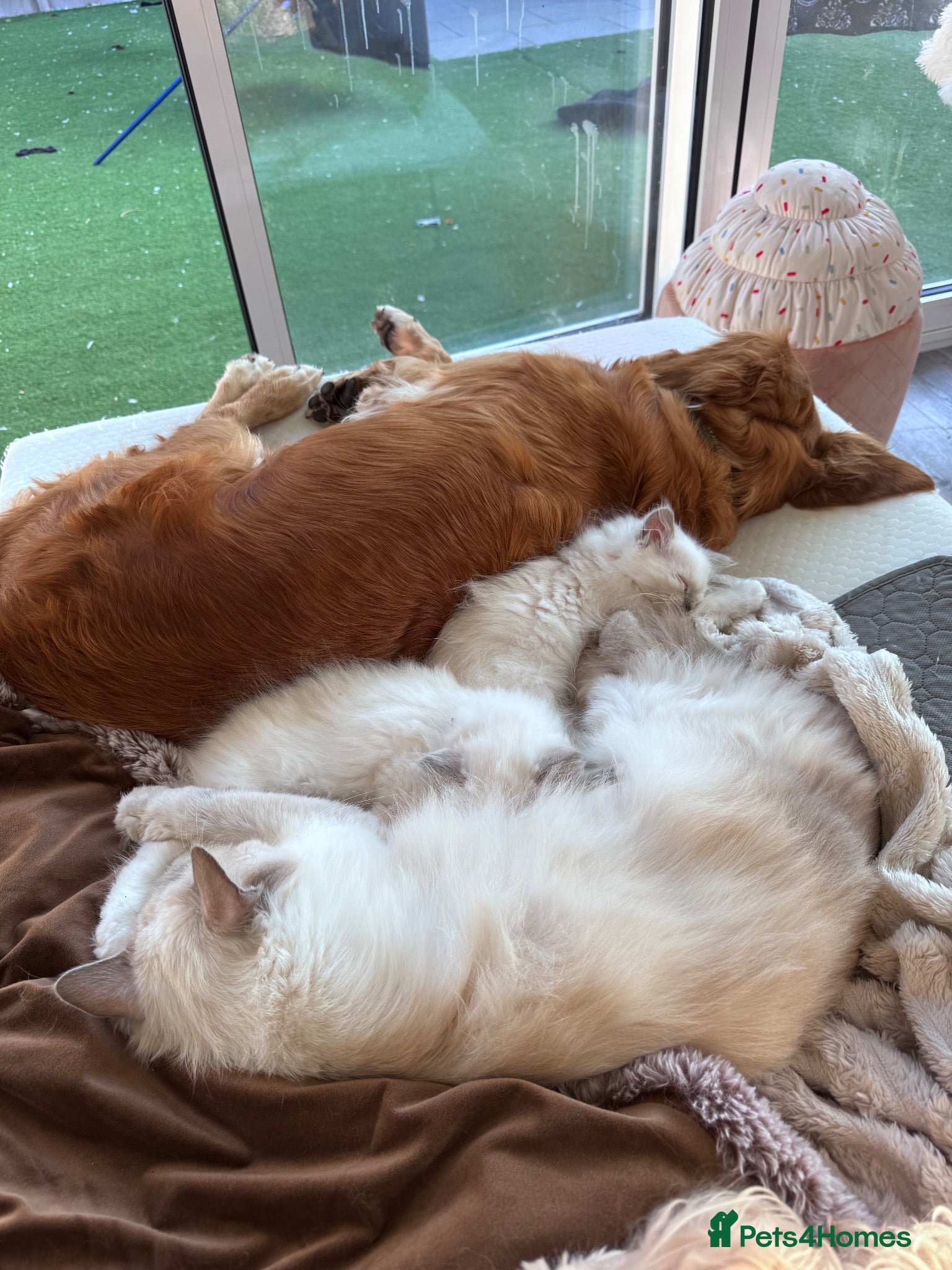 Ragdoll cats ✨ Beautiful GCCF Registered Ragdoll Kittens ✨ - Advert 1