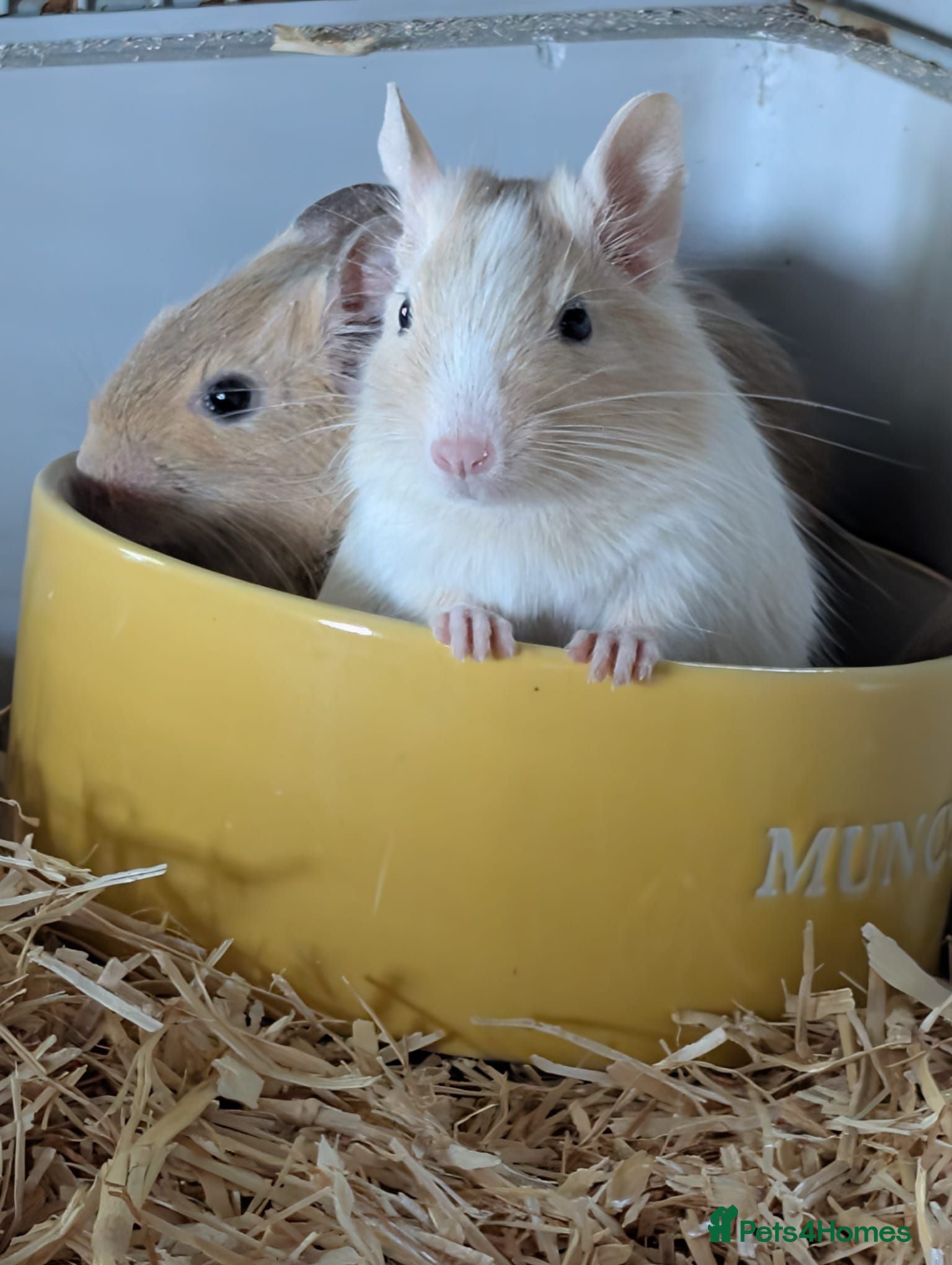 Degus rodents Degus - Advert 9