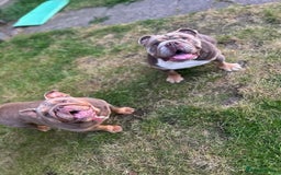 English Bulldog dogs for sale: For sale: 7 English Bulldog Puppies - Image 4