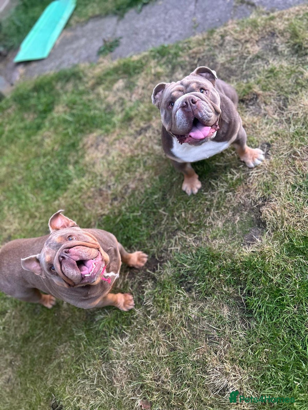 English Bulldog dogs for sale: For sale: 7 English Bulldog Puppies - Image 4