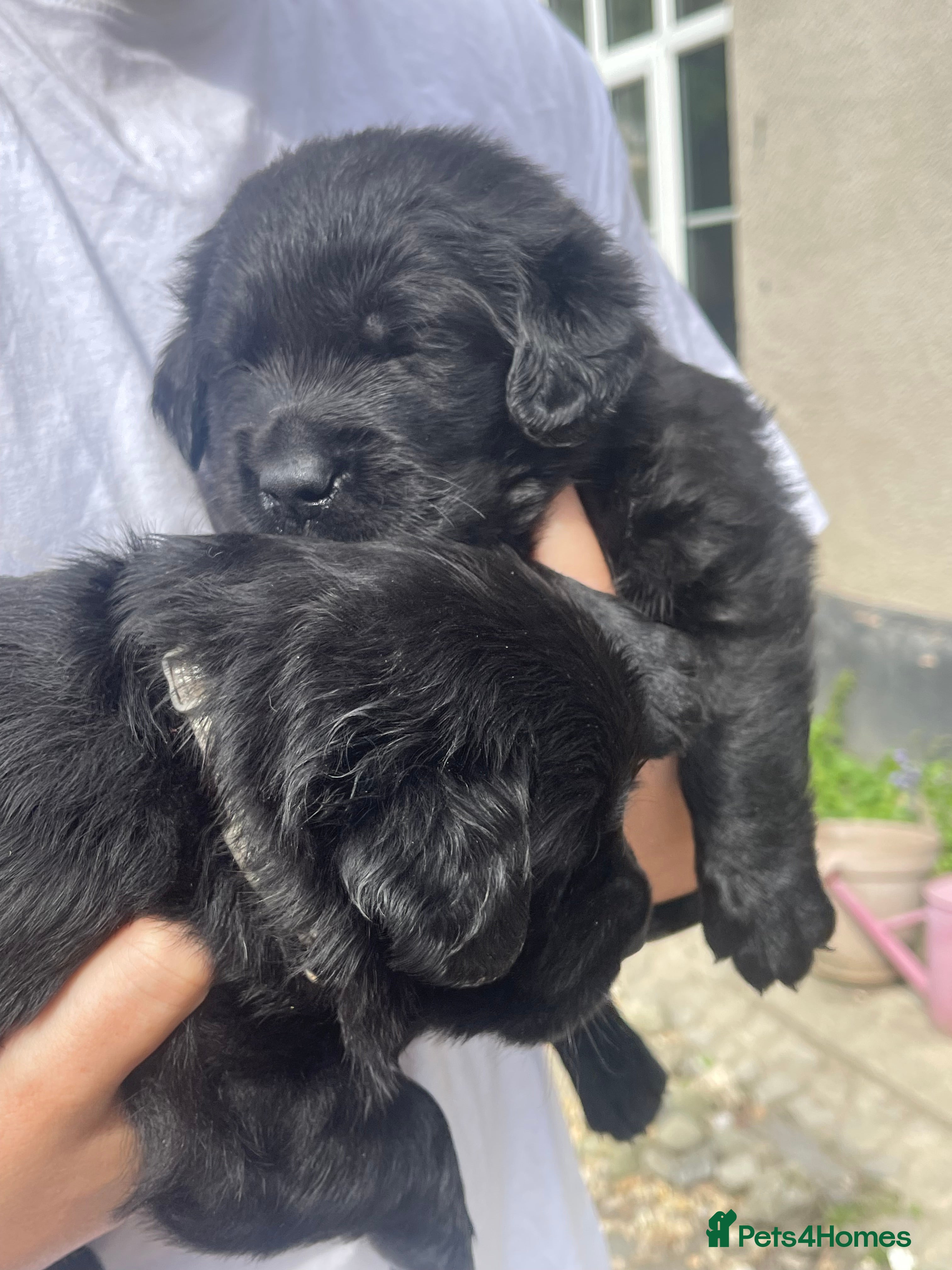 Goldador dogs Stunning black Goldador boy available ❤️ - Advert 1
