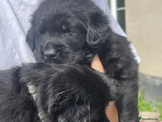 Goldador dogs Stunning black Goldador boy available ❤️ - Advert 6