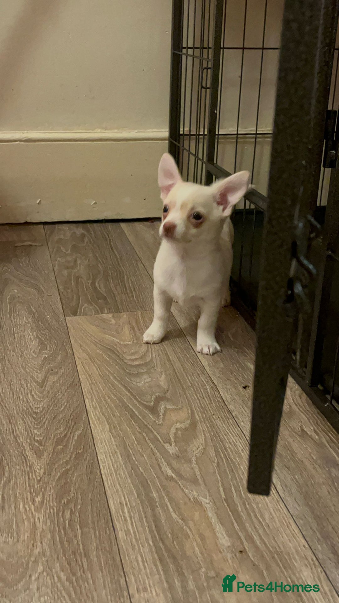 Chihuahua dogs for sale: Two male chihuahuas  - Advert 13