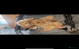 Lionhead rabbits for sale: Bunny & Hunny - Image 6