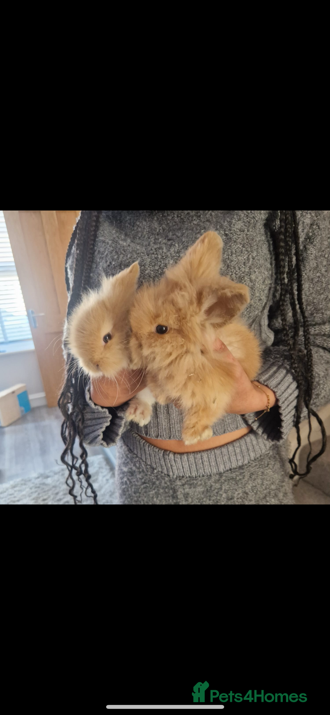 Lionhead rabbits for sale: Bunny & Hunny - Image 6