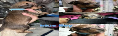 Mixed Breed Puppy 3