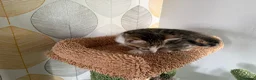 Mixed Breed cats for sale: Stunning bengal cross kittens - Advert 18