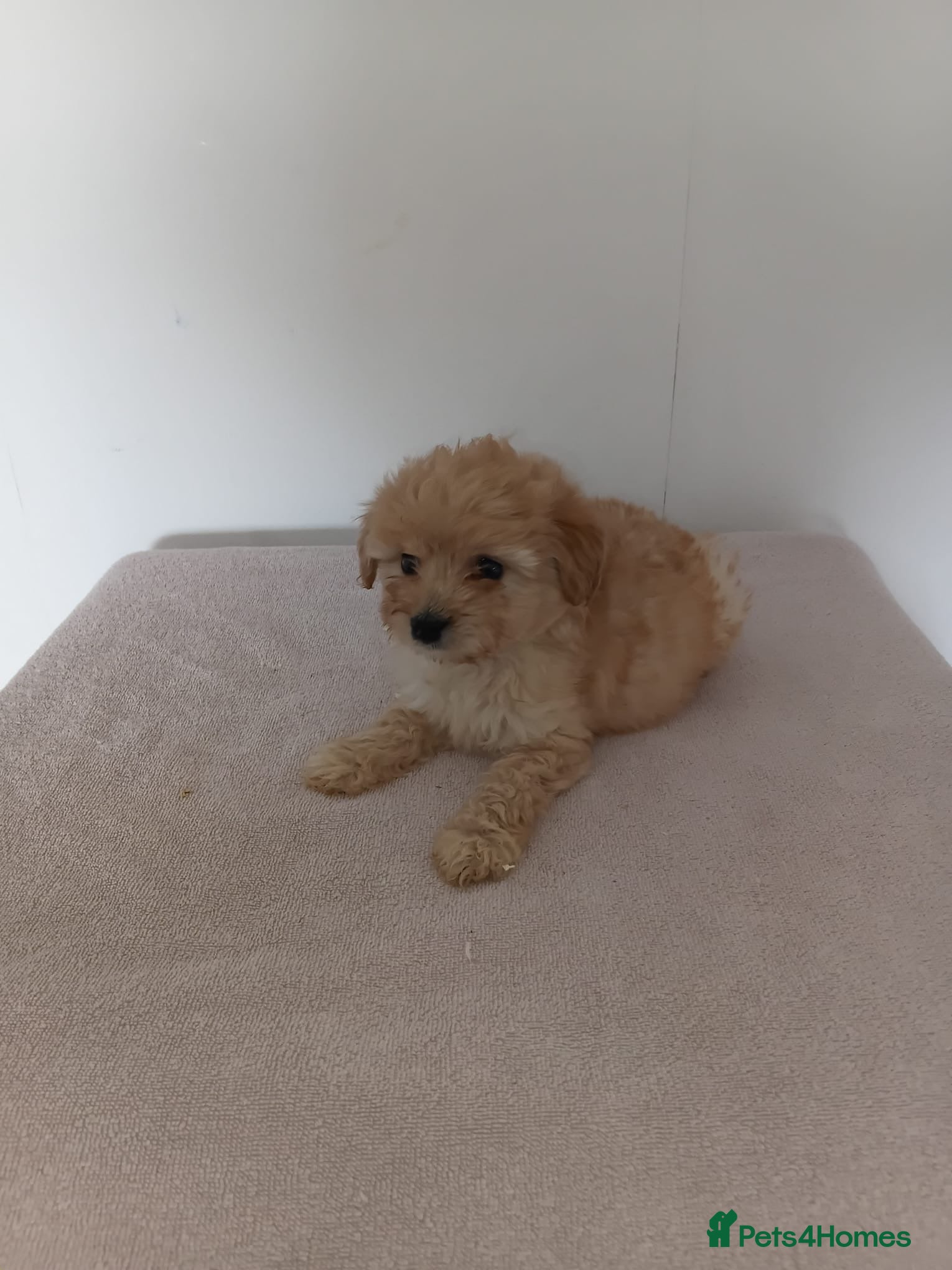 Bordoodle dogs Bordoodle puppies  - Advert 4