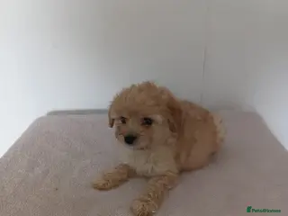 Bordoodle dogs Bordoodle puppies - Advert 4