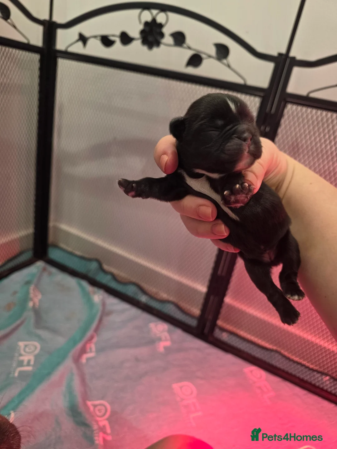 French Bulldog dogs for sale: Fluffy French Bulldog  - Advert 6