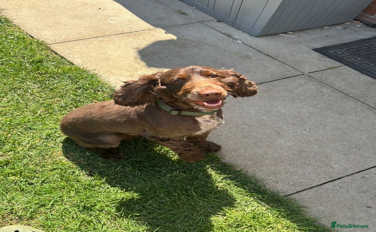 Cocker Spaniel dogs - Advert 12