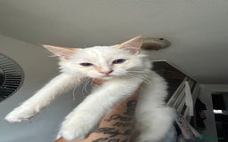 Ragdoll cats for sale: X3 Ragdolls (flame point, bicolour and seal point) - Image 3