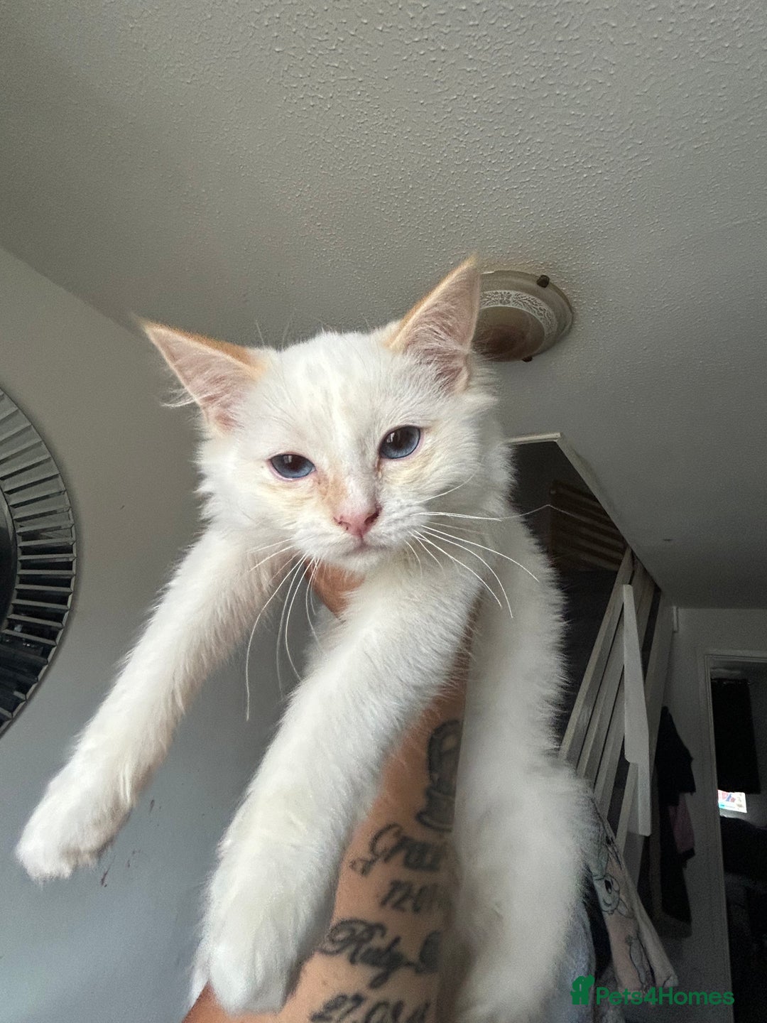 Ragdoll cats for sale: X3 Ragdolls (flame point, bicolour and seal point) - Image 3
