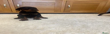 Dobermann Puppy 1