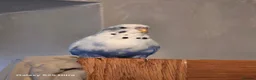Budgerigars birds for sale: Female budgie for sale  in Manchester - Advert 1