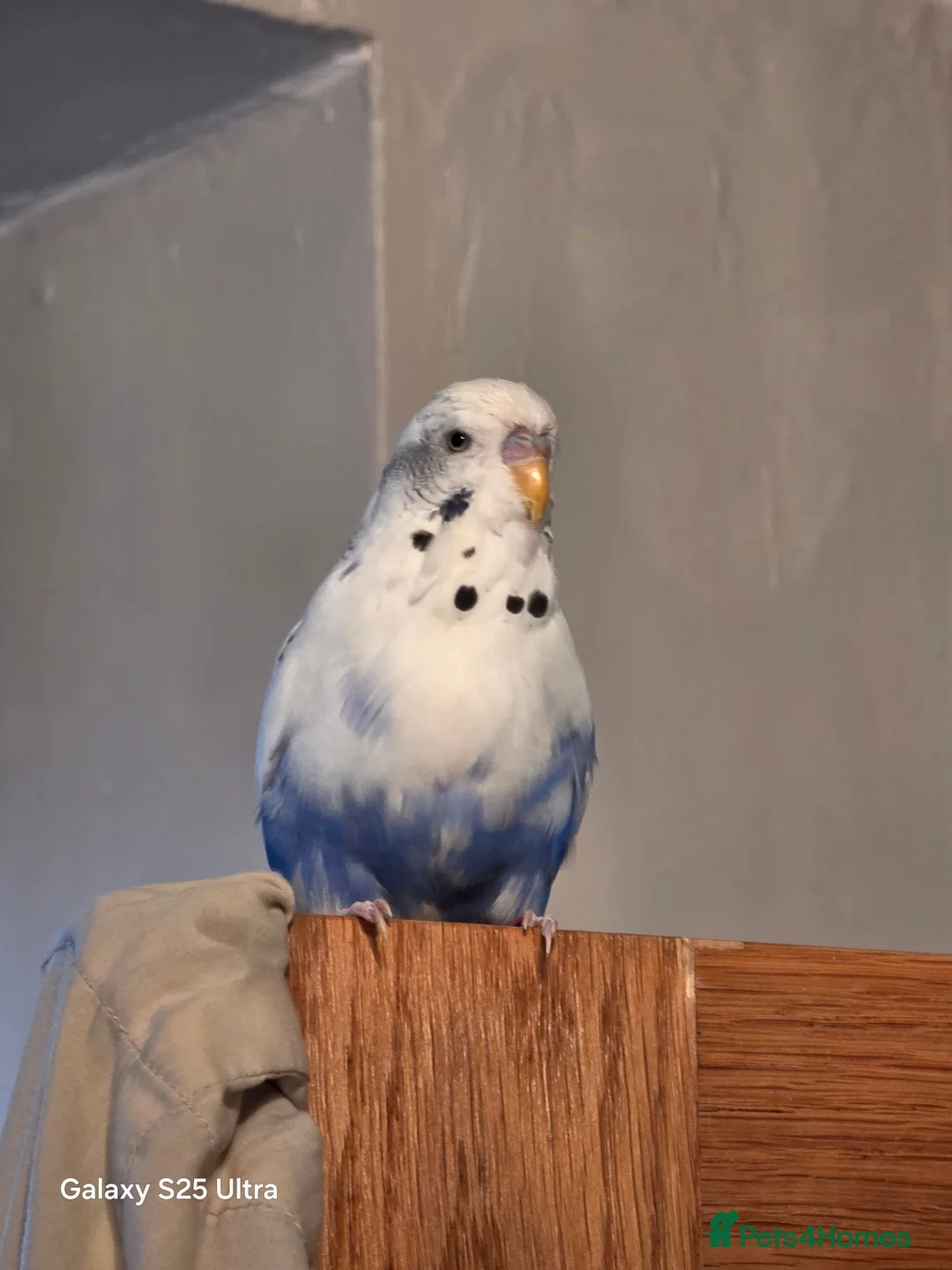 Budgerigars birds for sale: Female budgie for sale  in Manchester - Advert 1