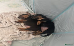 Mixed Breed dogs for sale: Jug and miniature dachshund mix pups - Image 18