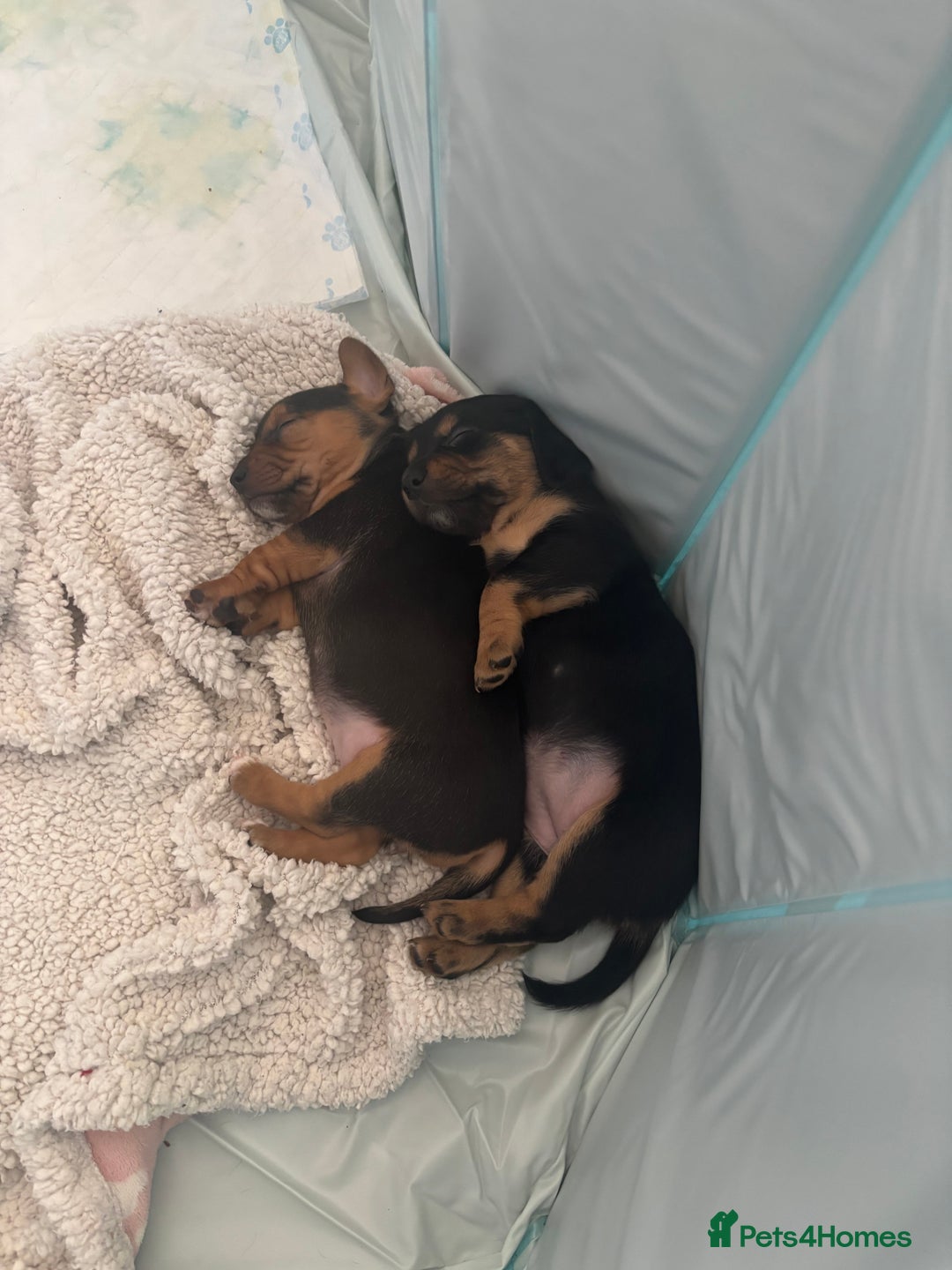 Mixed Breed dogs for sale: Jug and miniature dachshund mix pups - Image 18