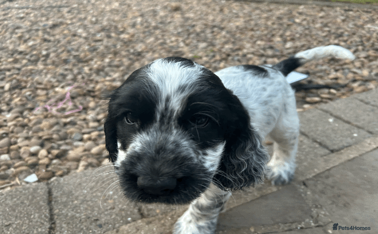 Cocker Spaniel dogs - Advert 11