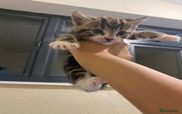 Mixed Breed cats for sale: Adorable kittens for sale - Image 5