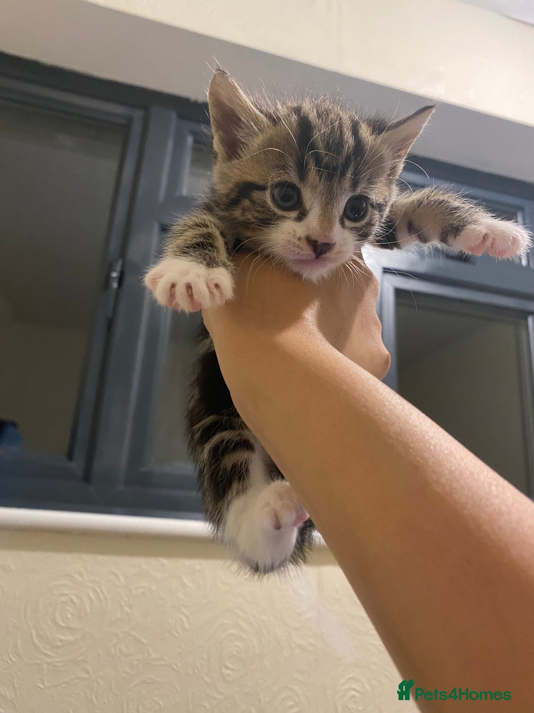 Mixed Breed cats for sale: Adorable kittens for sale - Image 5