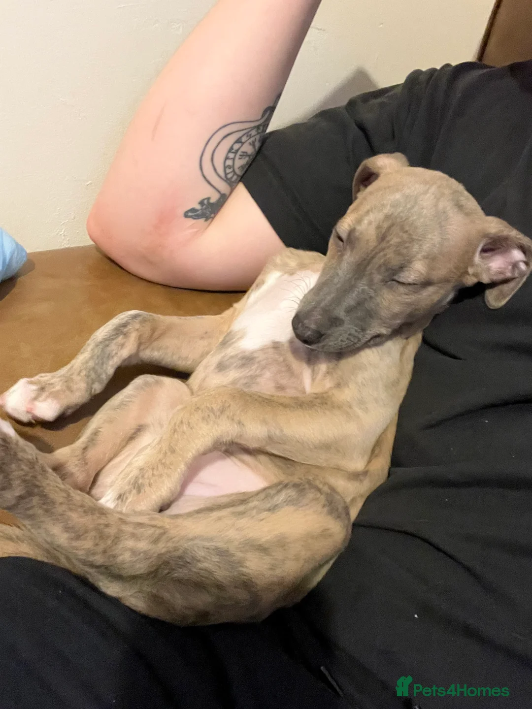 Whippet dogs for sale: KC Registered Female Whippet Puppy - Advert 3