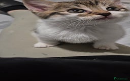 Mixed Breed cats for sale: BEAUTIFUL Kittens Looking forever home - Image 10