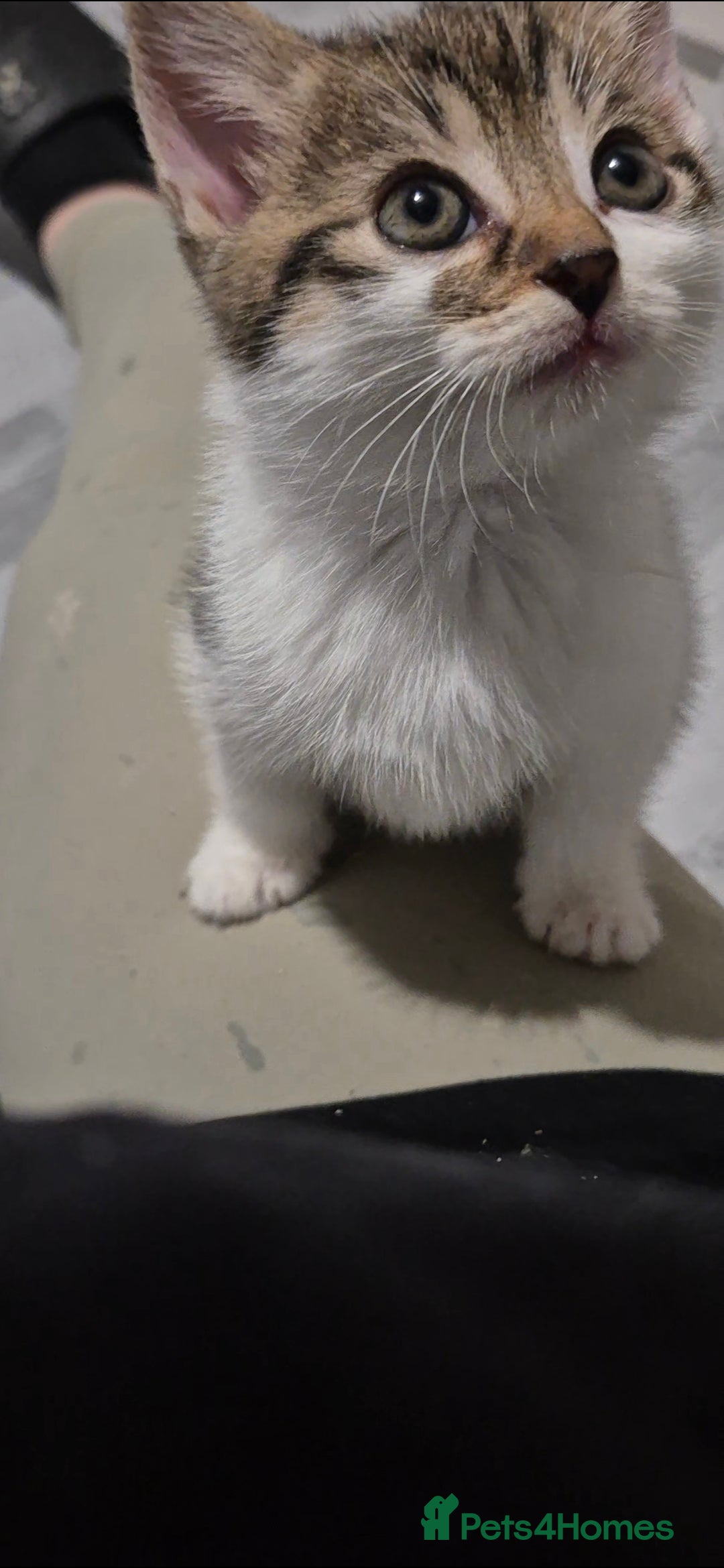 Mixed Breed cats for sale: BEAUTIFUL Kittens Looking forever home - Image 10