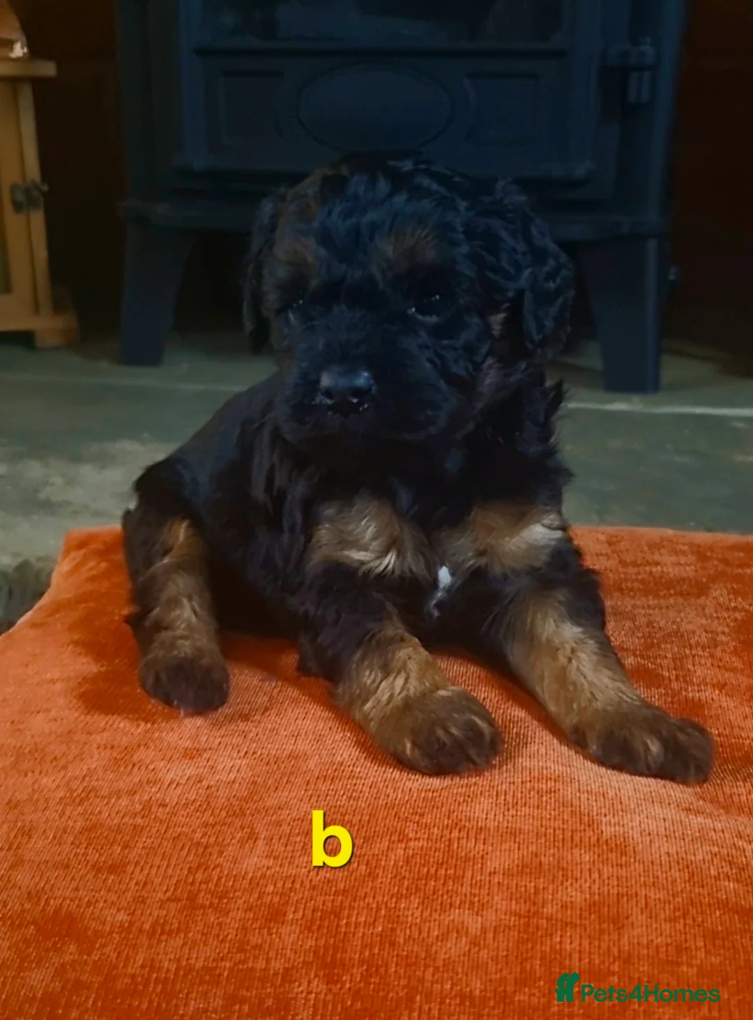 Mixed Breed dogs for sale: 🩷 3/4 poodle puppies 🩵 - Advert 10