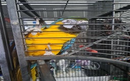 Macaws birds for sale: 2 macaws  - Image 1