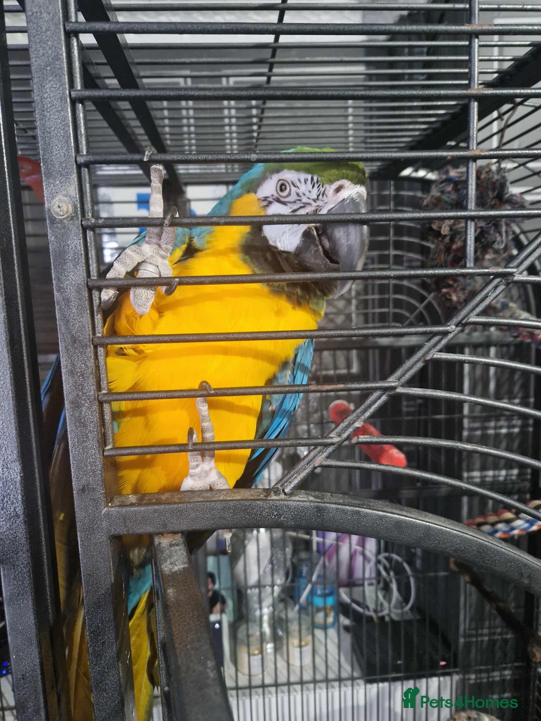 Macaws birds for sale: 2 macaws  - Image 1