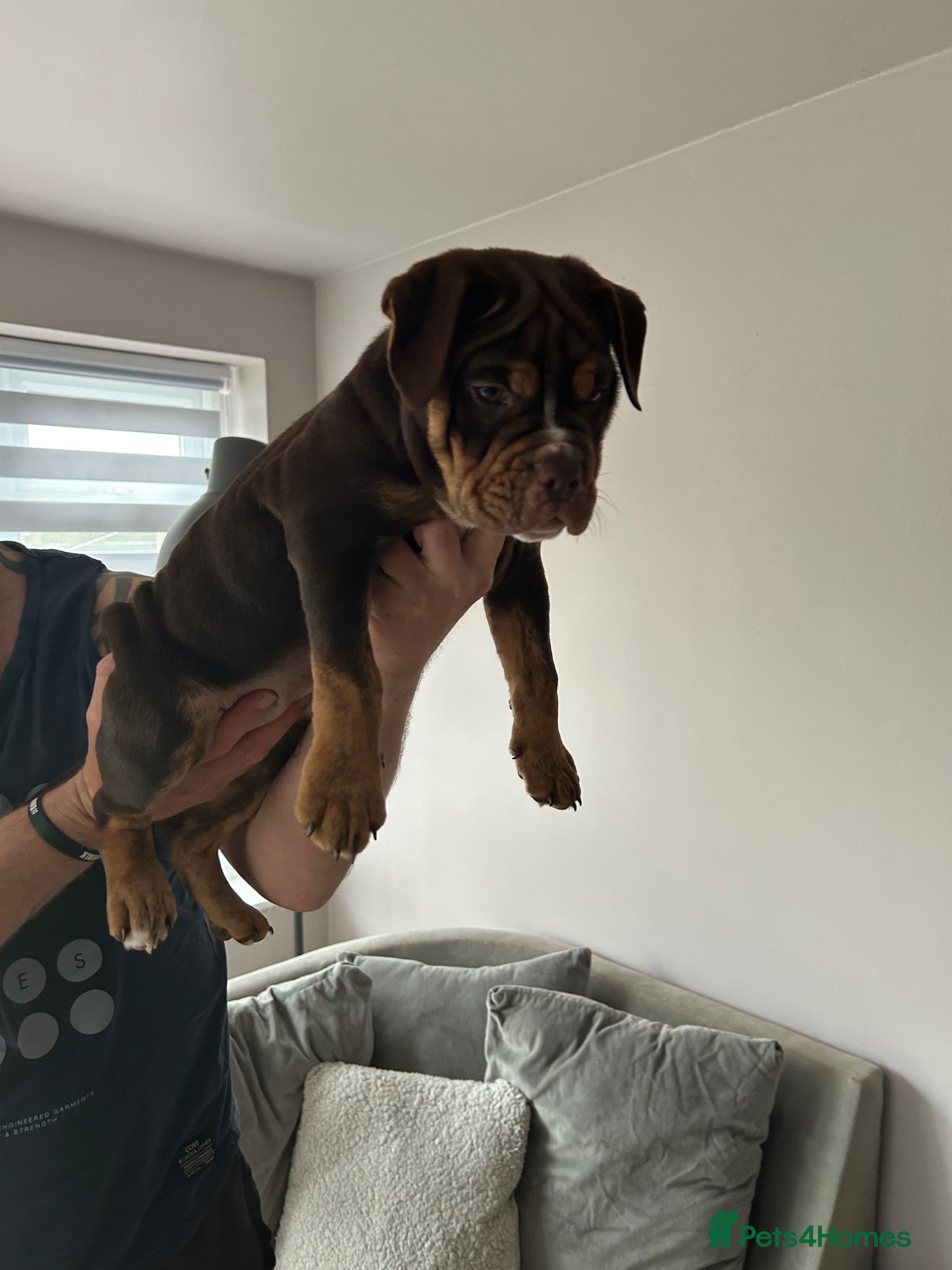 Olde English Bulldogge dogs Beautiful chocolate girl old English bulldog  - Advert 2