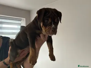 Olde English Bulldogge dogs Beautiful chocolate girl old English bulldog - Advert 2