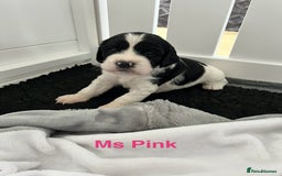 Sprocker dogs for sale: Sprocker Spaniel Puppies - Image 16