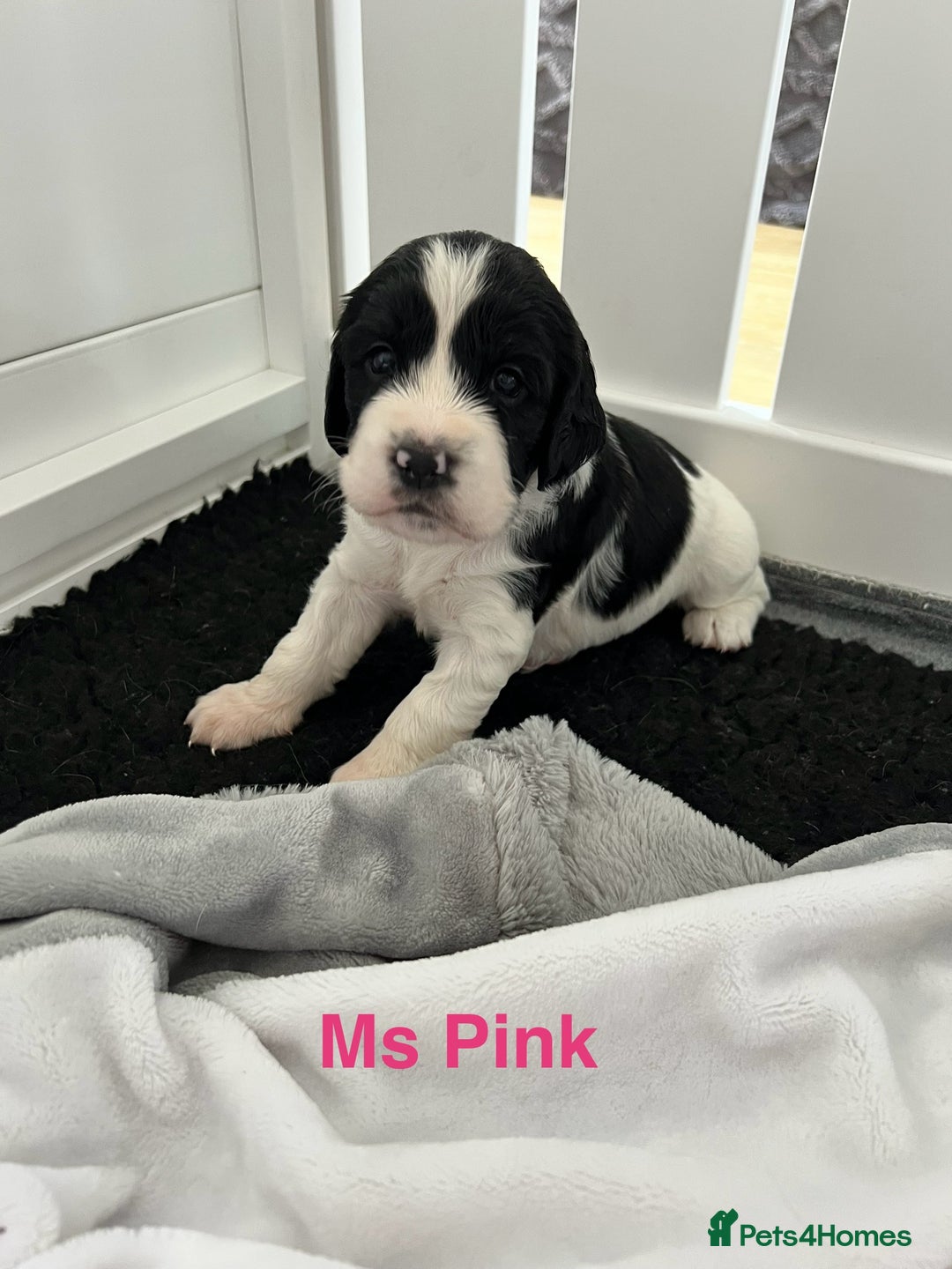Sprocker dogs for sale: Sprocker Spaniel Puppies - Image 16