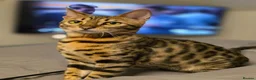 Bengal cats for sale: Male Bengal kitten - Advert 10
