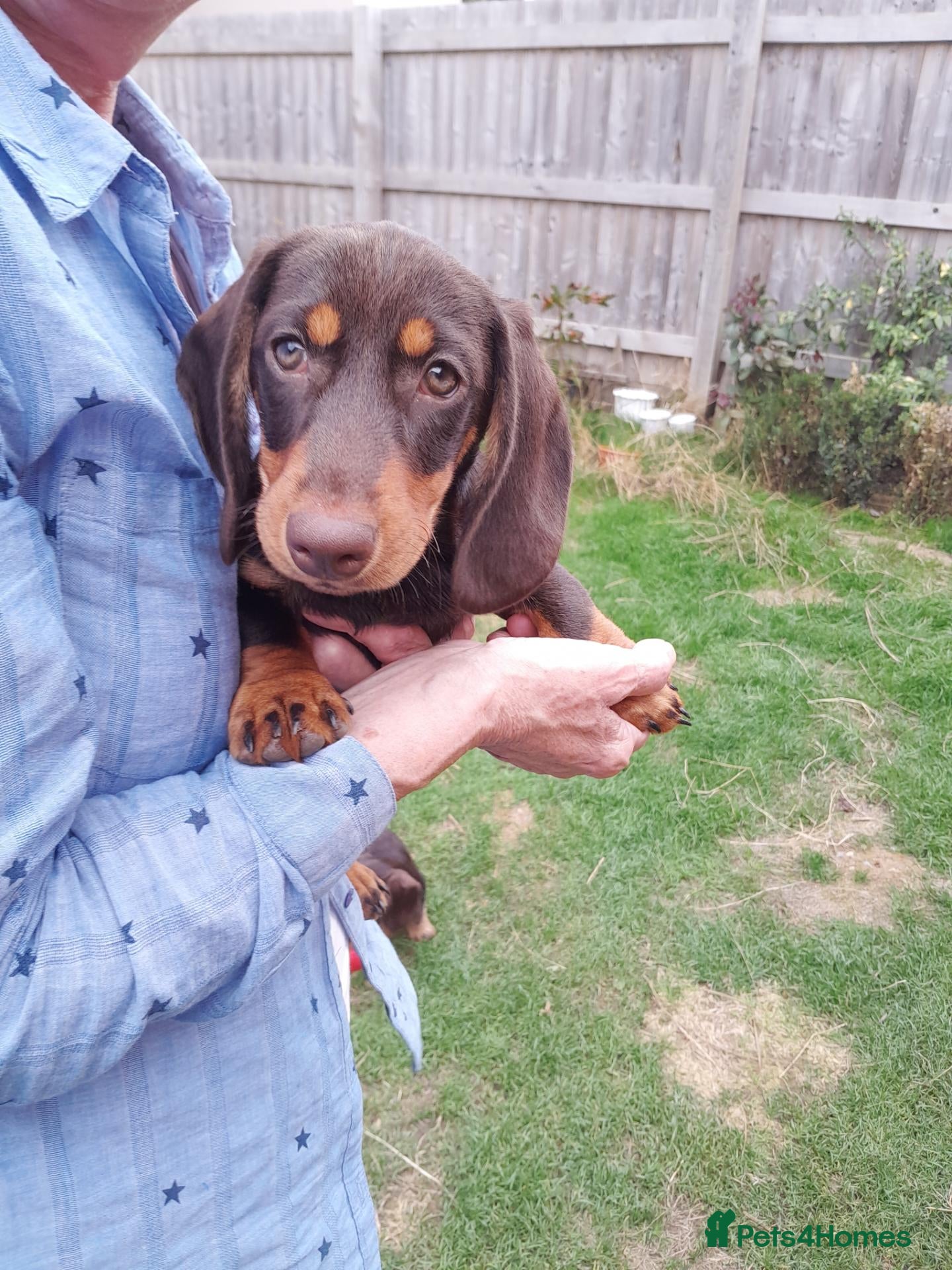 Miniature Dachshund dogs Miniature wire haired dachshunds - Advert 9