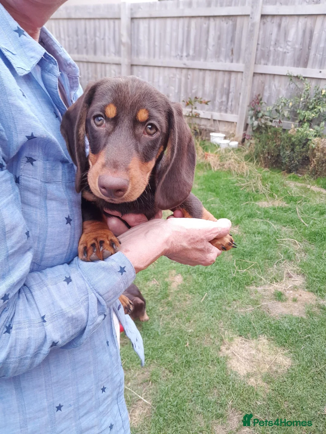 Miniature Dachshund dogs for sale: Miniature wire haired dachshunds - Advert 2