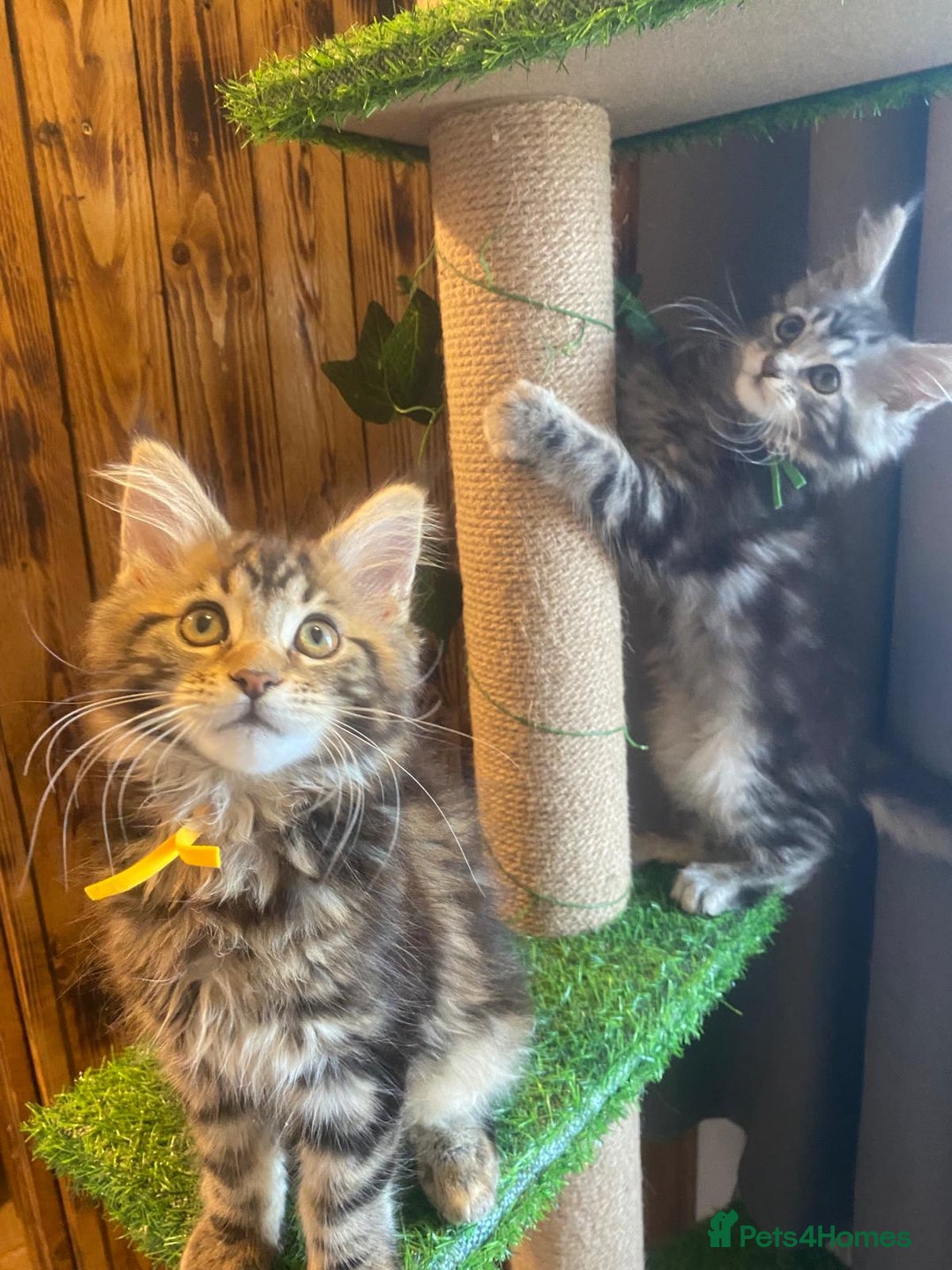 Maine Coon cats for sale: Gccf maine coon babies - Advert 15
