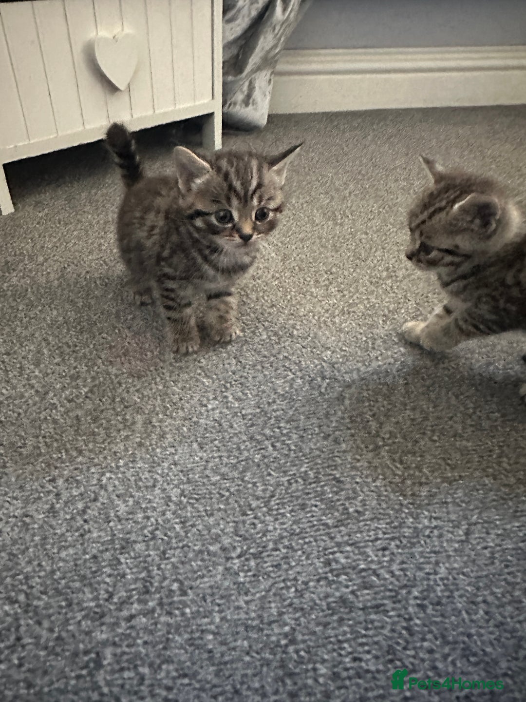 Mixed Breed cats for sale: 4 kittens looking for their forever homes - Image 3
