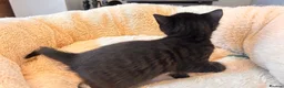 British Shorthair cats for sale: 4 kittens for sale  in Darlington - Advert 3