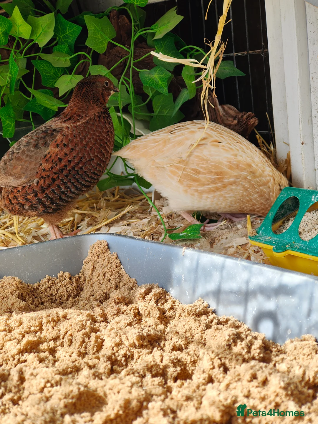 Quail poultry for sale: Two quails - jumbo female, coturnix male - Advert 2