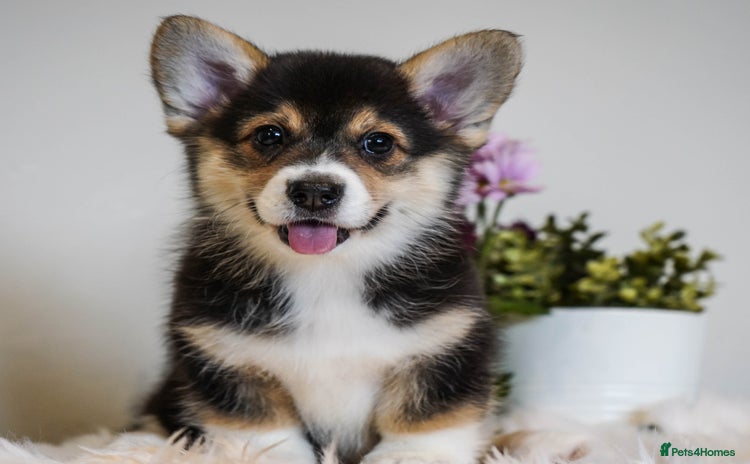 Welsh Corgi Pembroke dogs - Advert 1